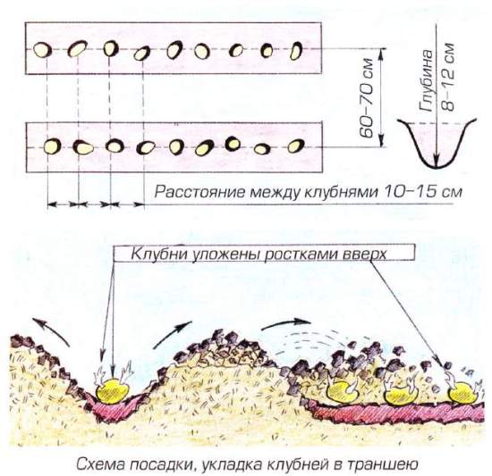 Схема посадки картошки под лопату